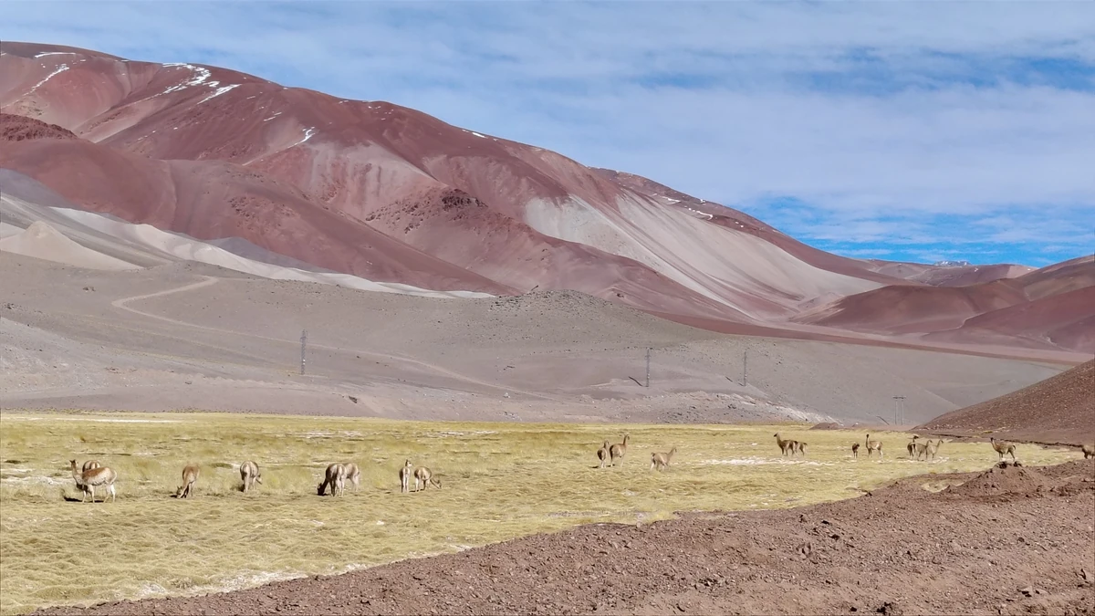 Vicuñas en un paisaje altoandino del portezuelo