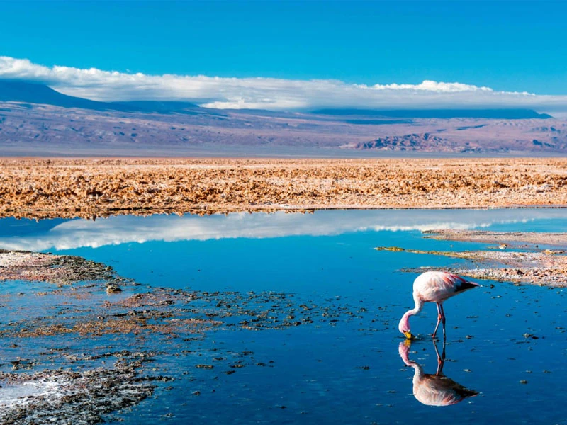 Laguna Santa Rosa con flamencos y ecosistema altoandino